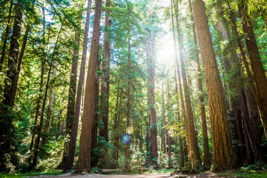 Henry Cowell State Park