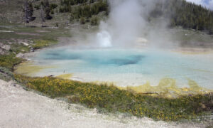 Imperial Geyser in Yellowstone can erupt up to 35 feet.