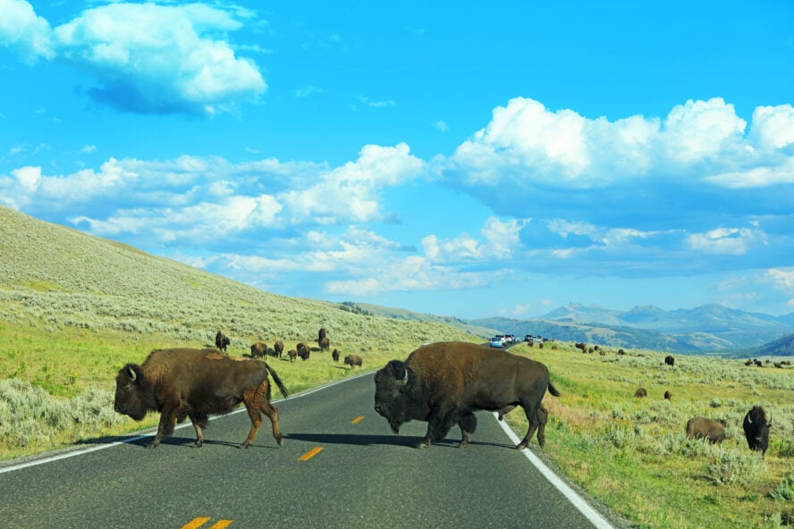 In Yellowstone’s Lamar Valley, cars yield to bison, and everything runs on their time