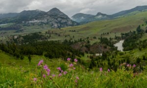 Foreground of Wyoming Wilderness