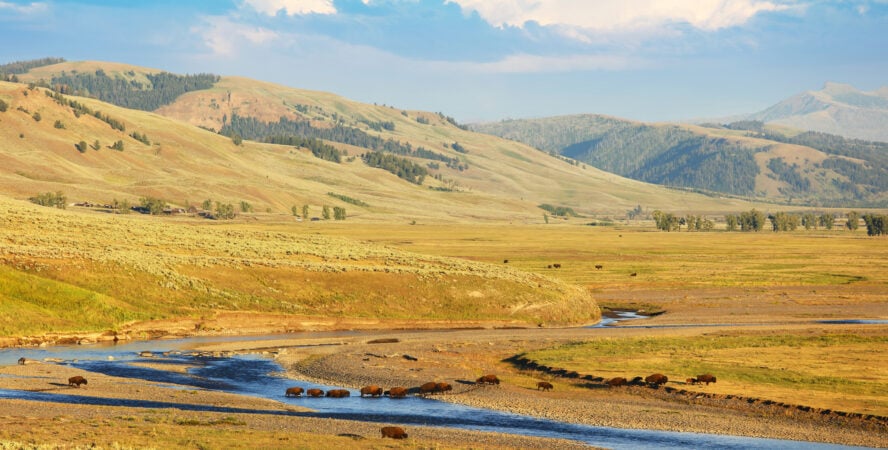 Bison herd crossing Lamar River in Yellowstone