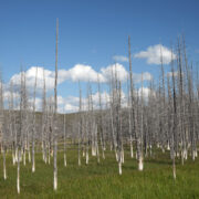 The lodgepole is a symbol of Yellowstone’s recovery from the devastating fires of ‘88.