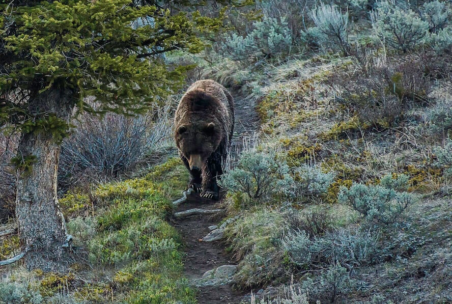 A Grizzly Bear takes a morning stroll through Yellowstone National Park.