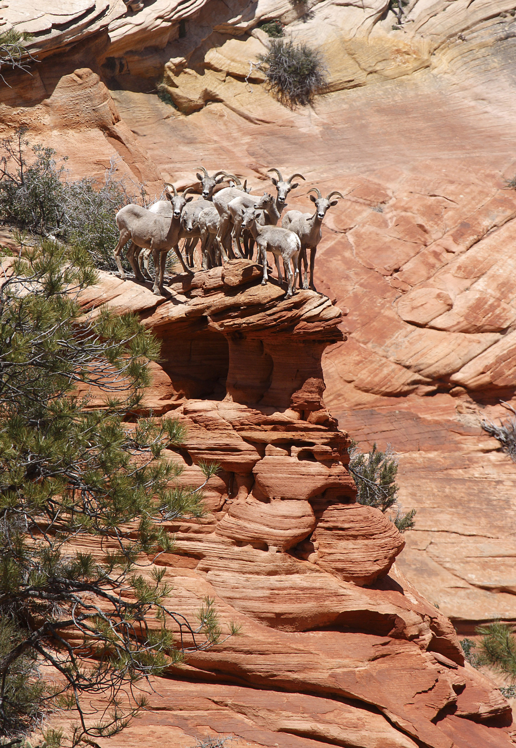 A HERD OF DESERT BIGHORN SHEEP CLING PRECARIOUSLY CLOSE TO THE EDGE OF A CLIFF AT ZION NATIONAL PARK, UTAH