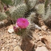 Cactus flower is a common denizen in the Grand Canyon.