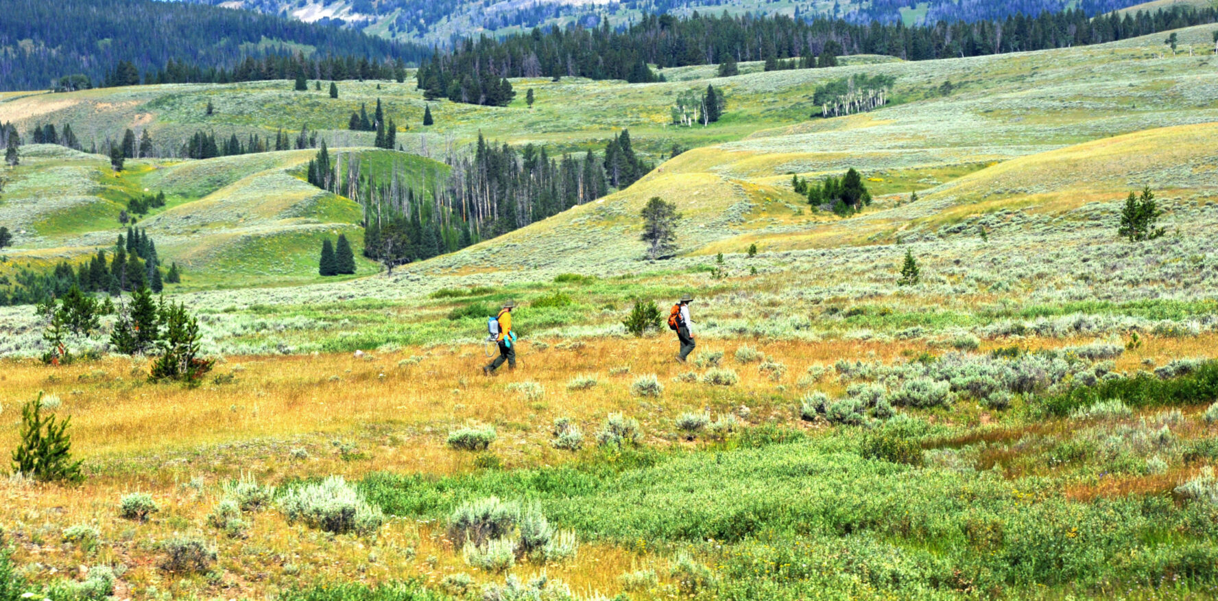 Two park rangers work spraying a field inside Yellowstone National Park.