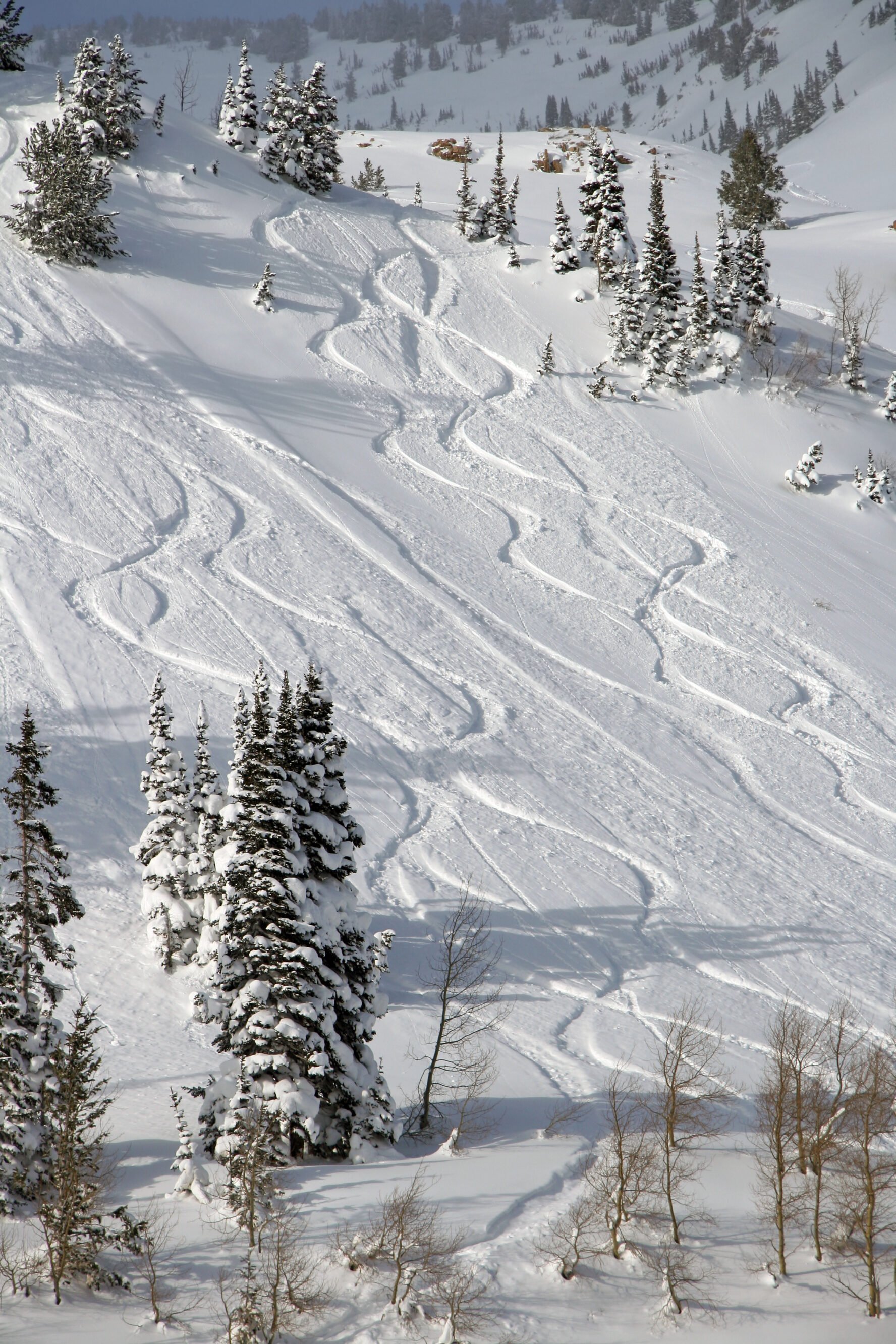 Backcountry skiing Wasatch
