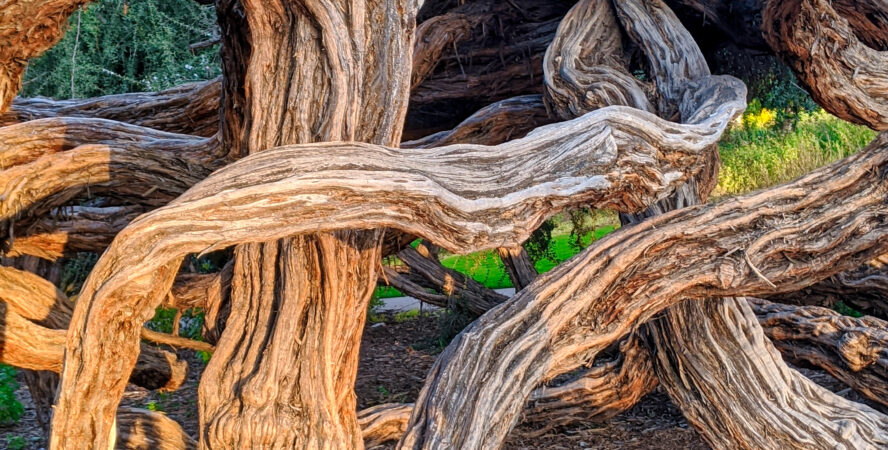 There’s plenty of flora and fauna in Balboa Park to satisfy any nature lover.