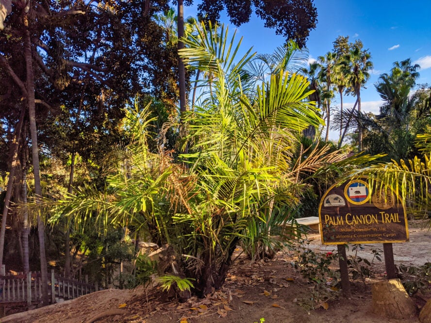 The Palm Canyon Trail visits a small palm oasis in the park.