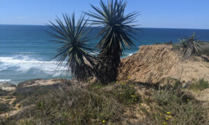 Torrey Pines Preserve is home to hundreds of plant and wildflower species.