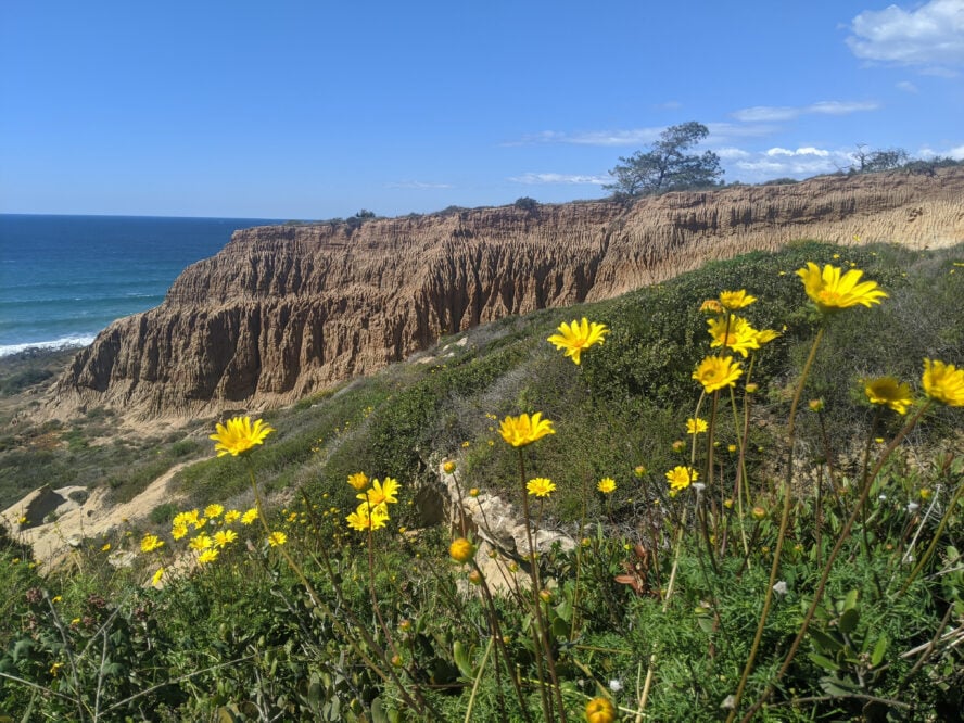 Badlands, beach, and wildflowers make Torrey Pines one of the best places to hike anywhere.