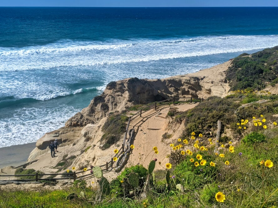 are dogs allowed at torrey pines hike