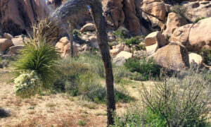 The Barker Dam hike is special not just for the water along the way, but the plants and rocks you pass to get there.