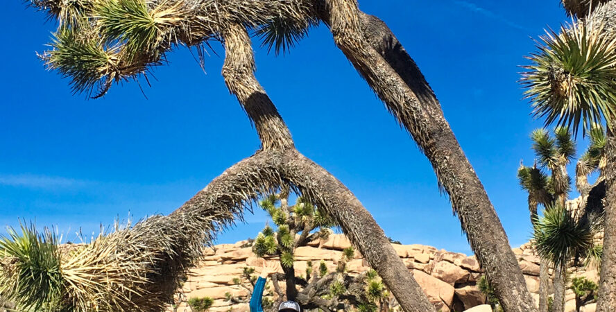 he author, Liz Thomas, reaching for a notable Joshua tree on the Barker Dam hike.