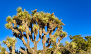 Liz stands next to the massive Joshua tree.