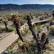 A wooden boardwalk protects your feet from the cactus (and the cactus from your feet).