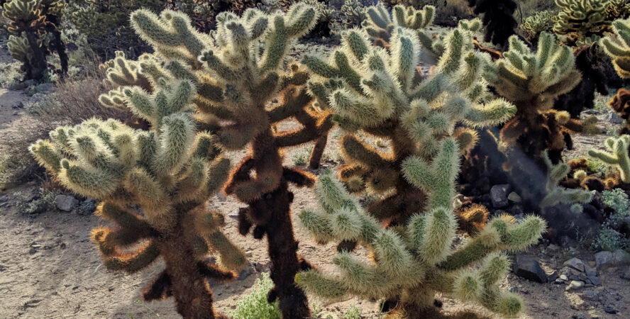 The Cholla Cactus garden is home to thousands of densely populated cholla cactus.