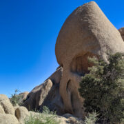 The aptly named Skull Rock is one of the giant boulders that make this part of Joshua Tree so interesting.