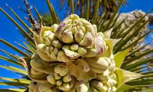 A blooming Joshua Tree on the Wall Street Mine hike.