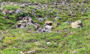 Denali National Park Hiking trip