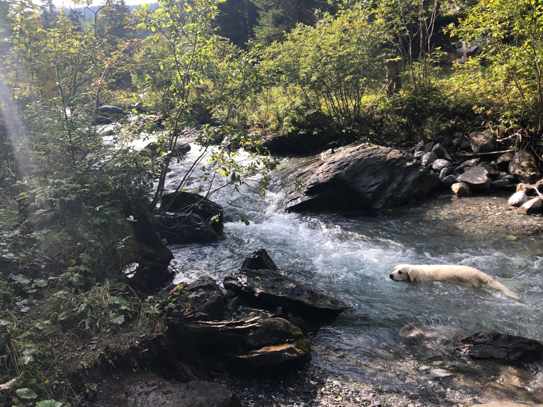 Dog swimming in the Bernese Oberland