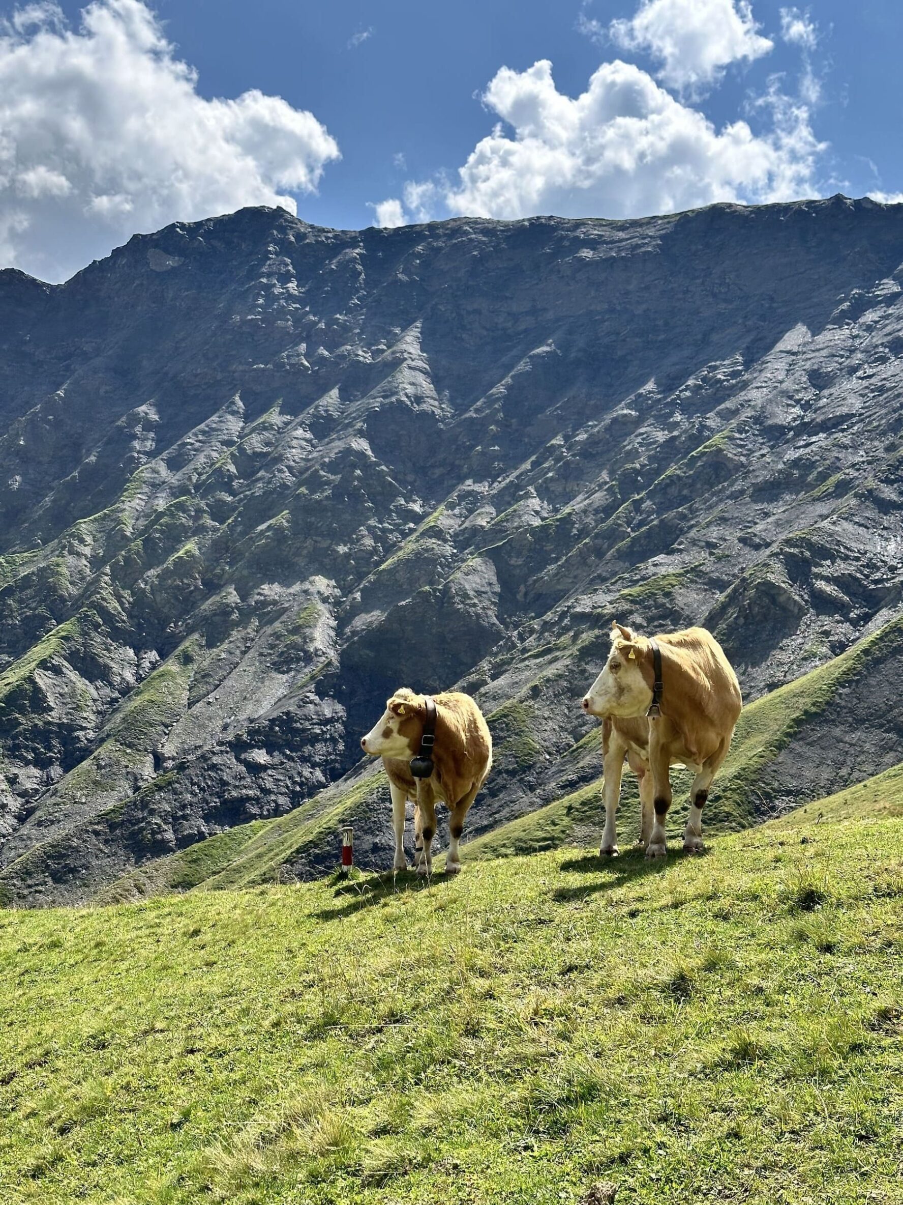Two cows in the Swiss Alps