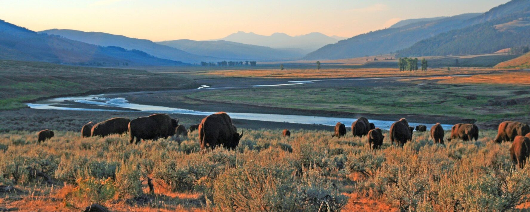 Bison sunset Yellowstone