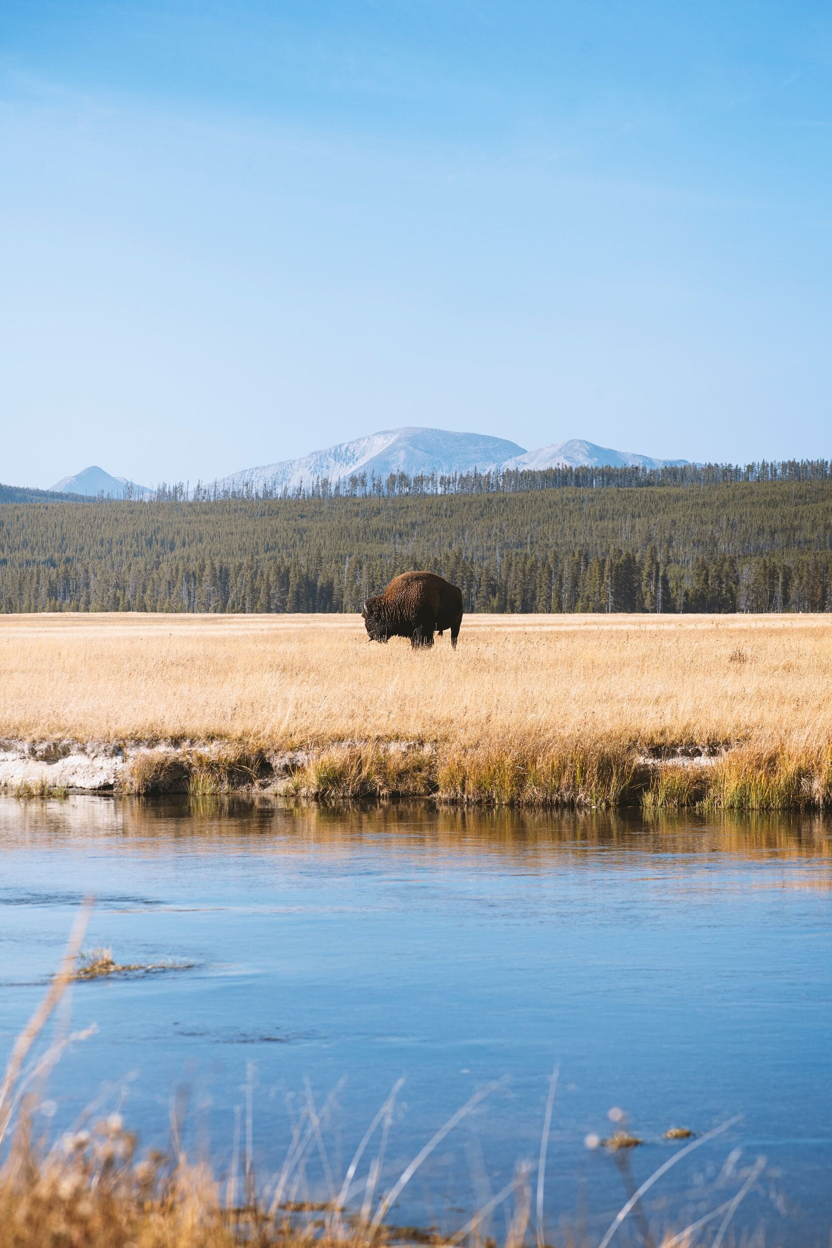 Bison wildlife Yellowstone