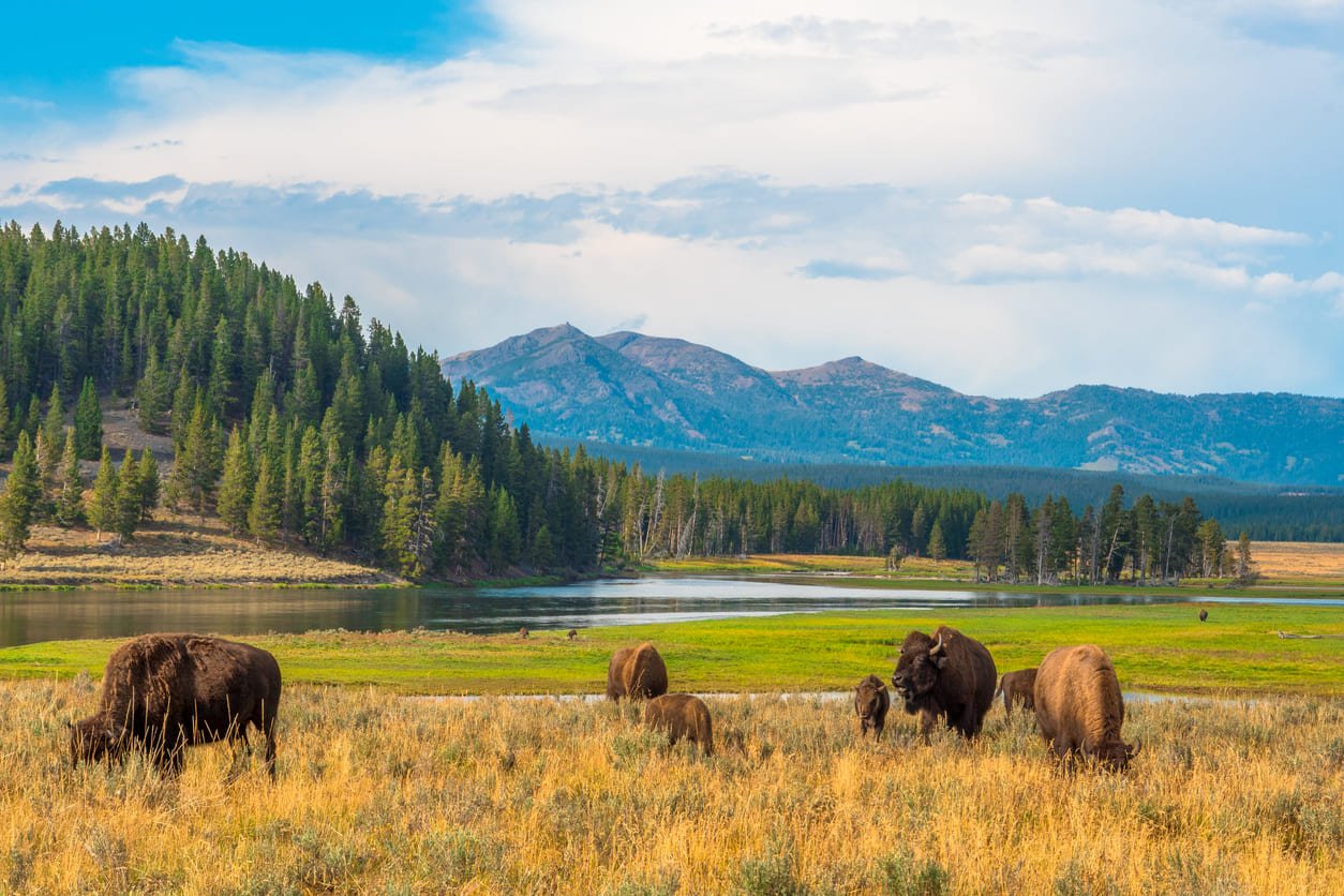 Bison Yellowstone wildlife