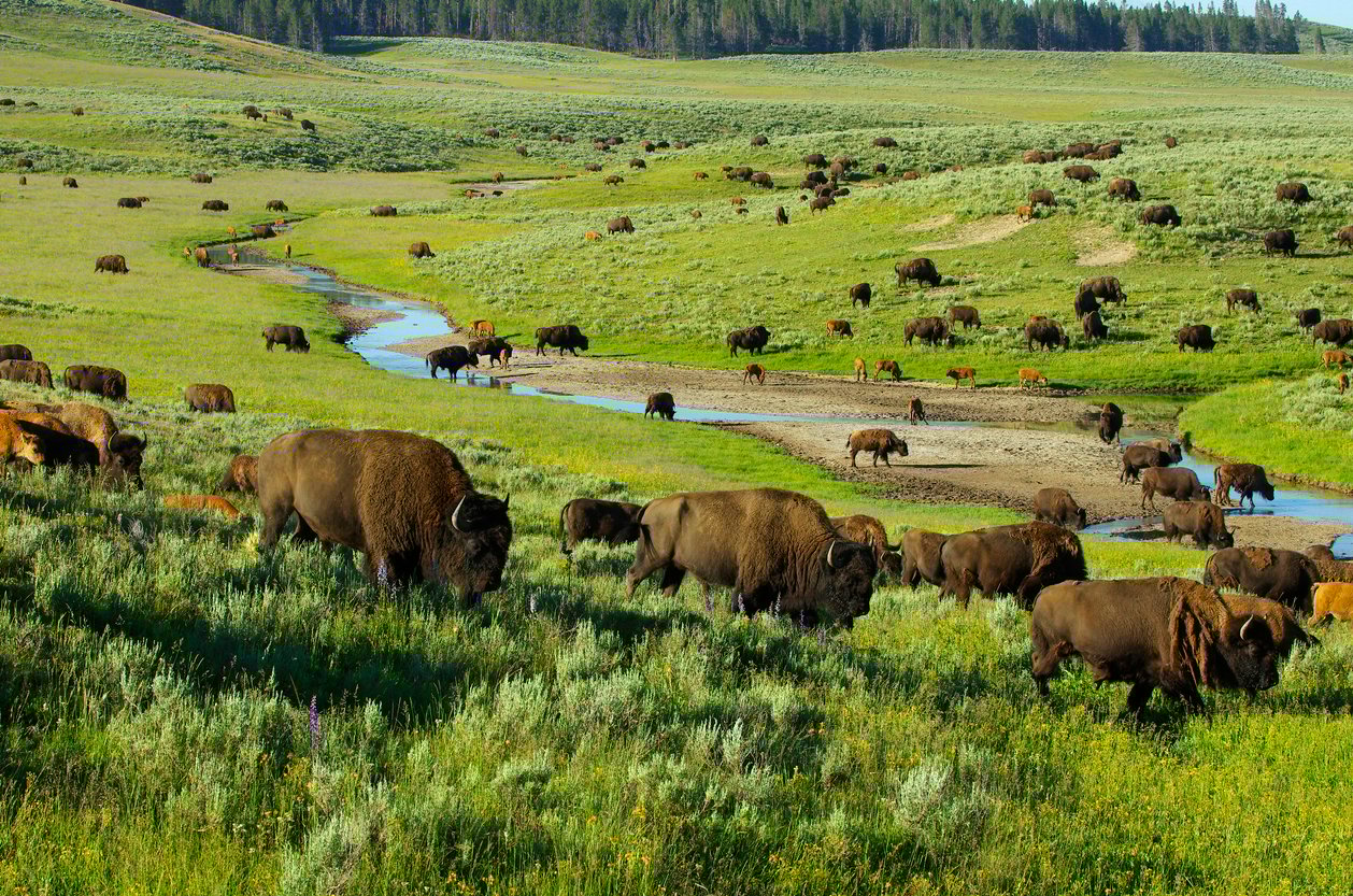 Herd of Bison in the Hayden Valley, Yellowstone National park.