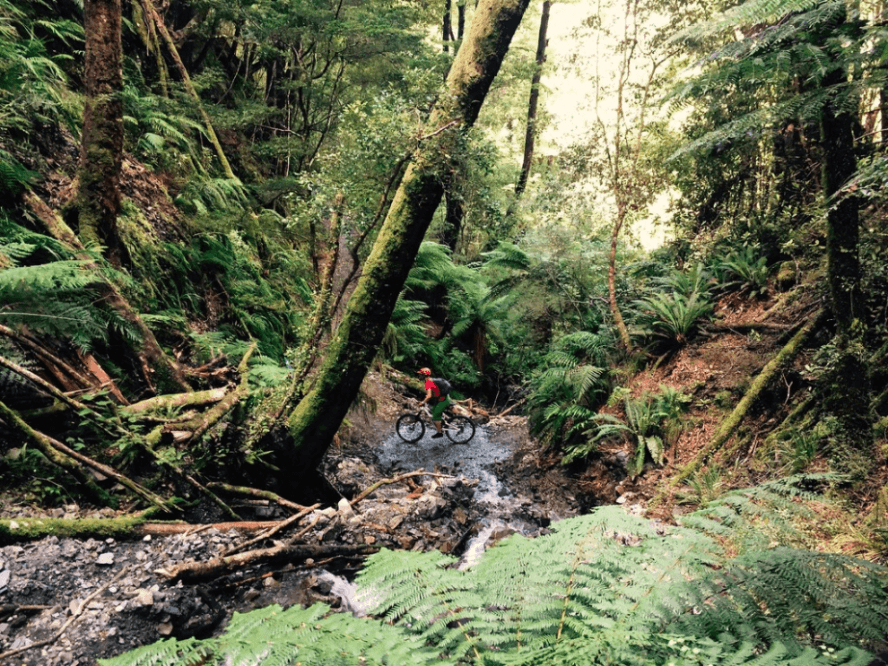 In New Zealand’s Whakarewarewa Forest, you’ll find incredible trails that carve their way through the redwoods, offering plenty for MTB riders of every skill level. Photo by JustMTB New Zealand