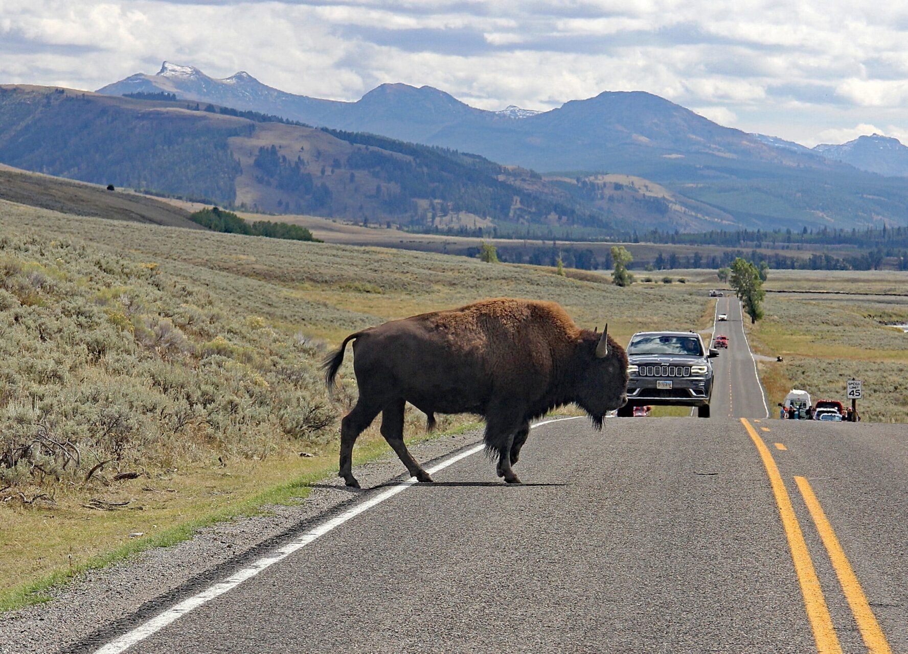 Yellowstone road bison