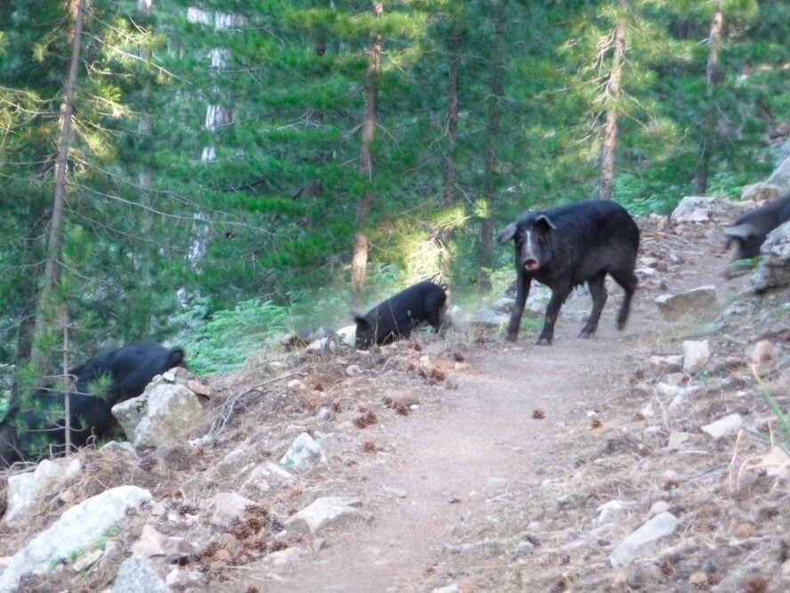 Corsica hiking