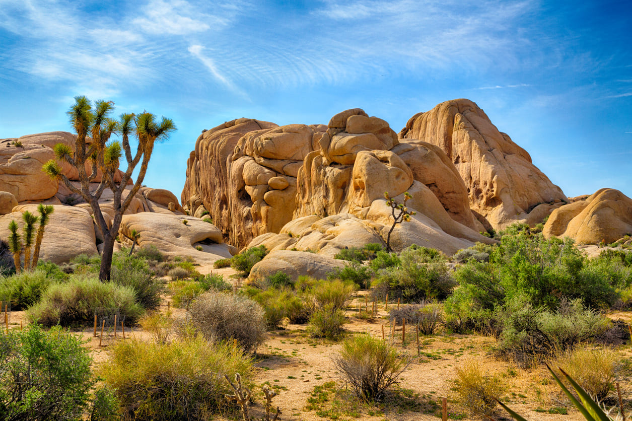 Joshua Tree NP rocks and trees.