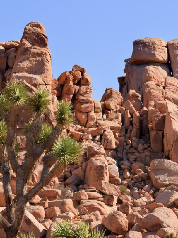 Rock climbing tour in Joshua Tree.