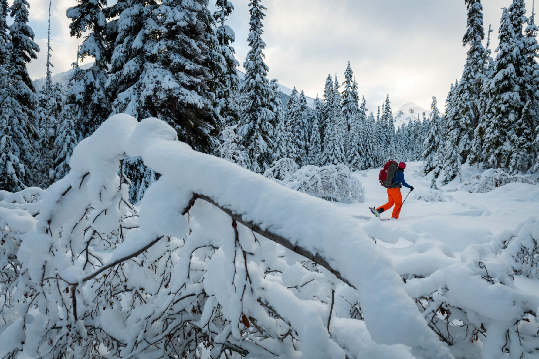 A tourer among the trees in Whistler