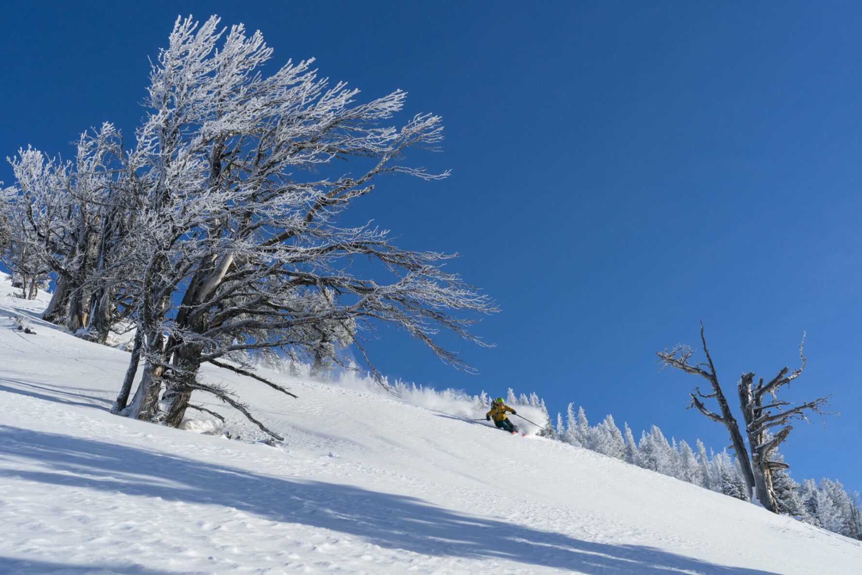 A skier skiing among the trees in Grand Teton National Park