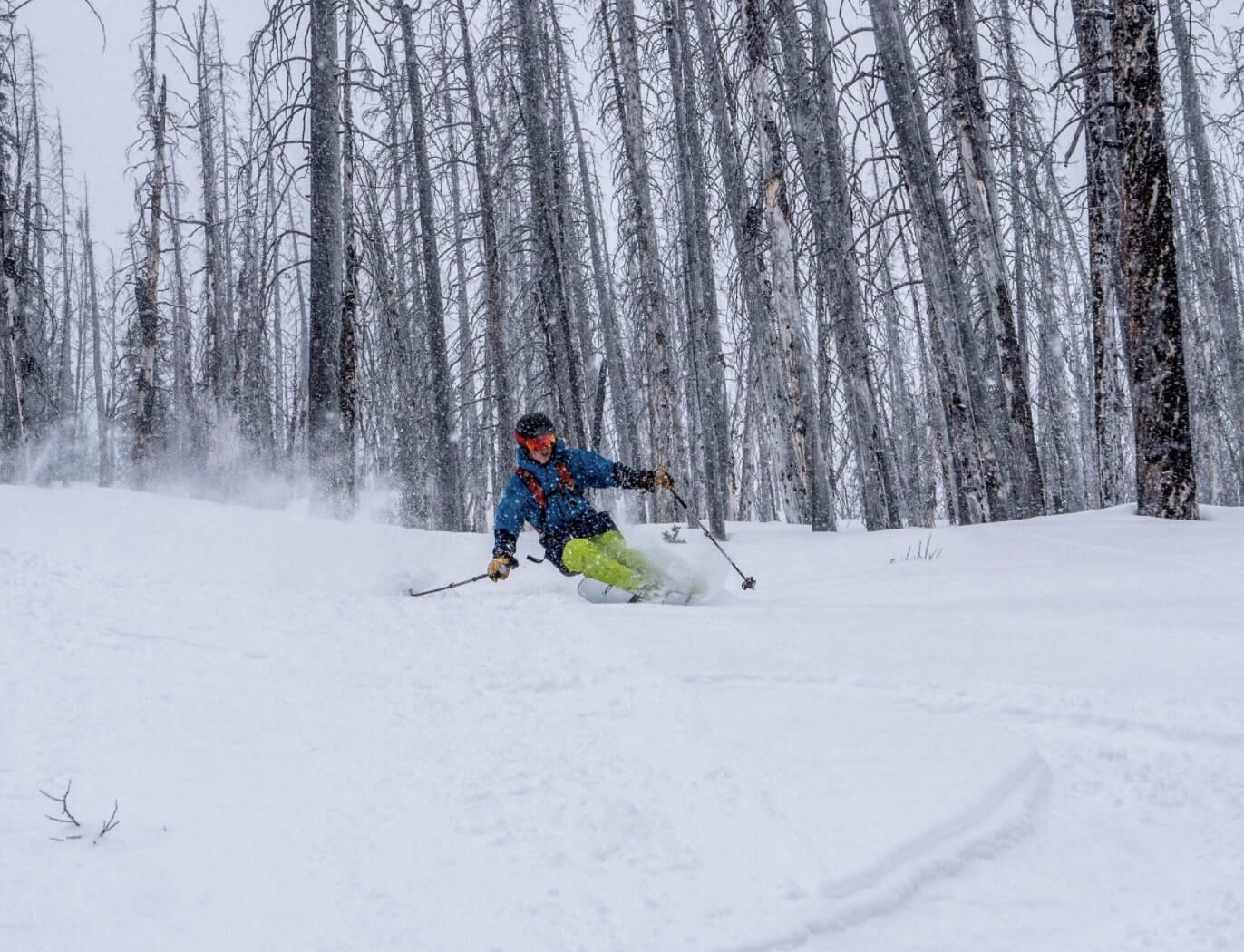 A skier among the trees in the Canadian Rockies