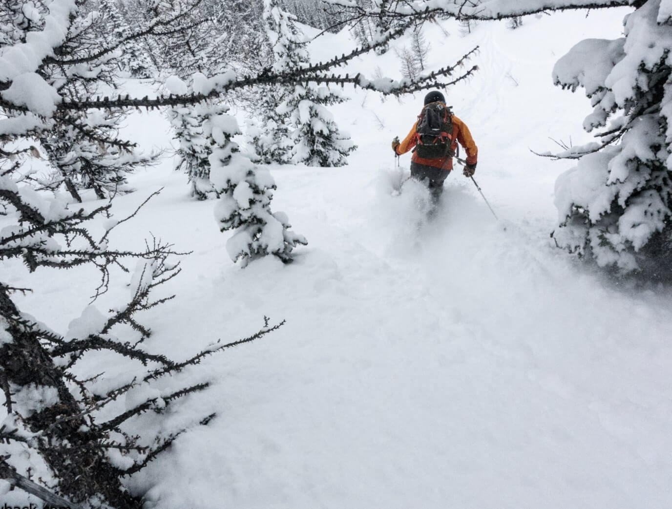 A skier in the treeline in the Canadian Rockies