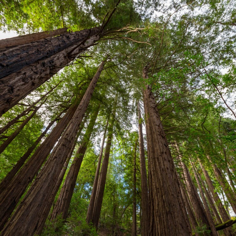 Redwoods in Big Sur photographed at a dutch angle shown from below. The entire image is filled with trees.