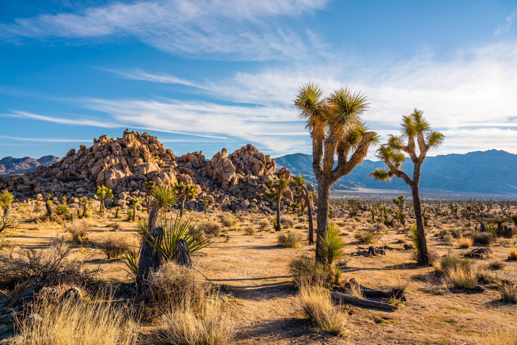 joshua tree guided backpacking trips