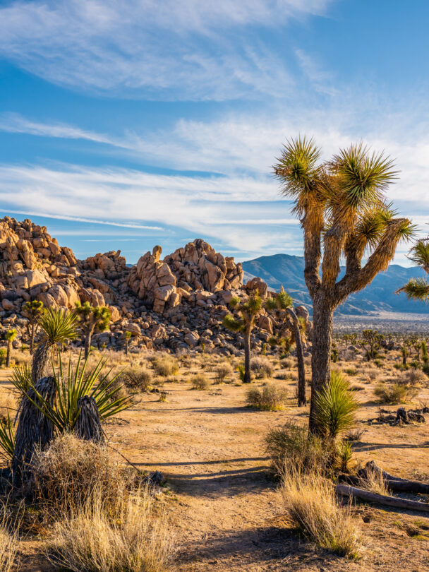 Day Hikes in Joshua Tree National Park