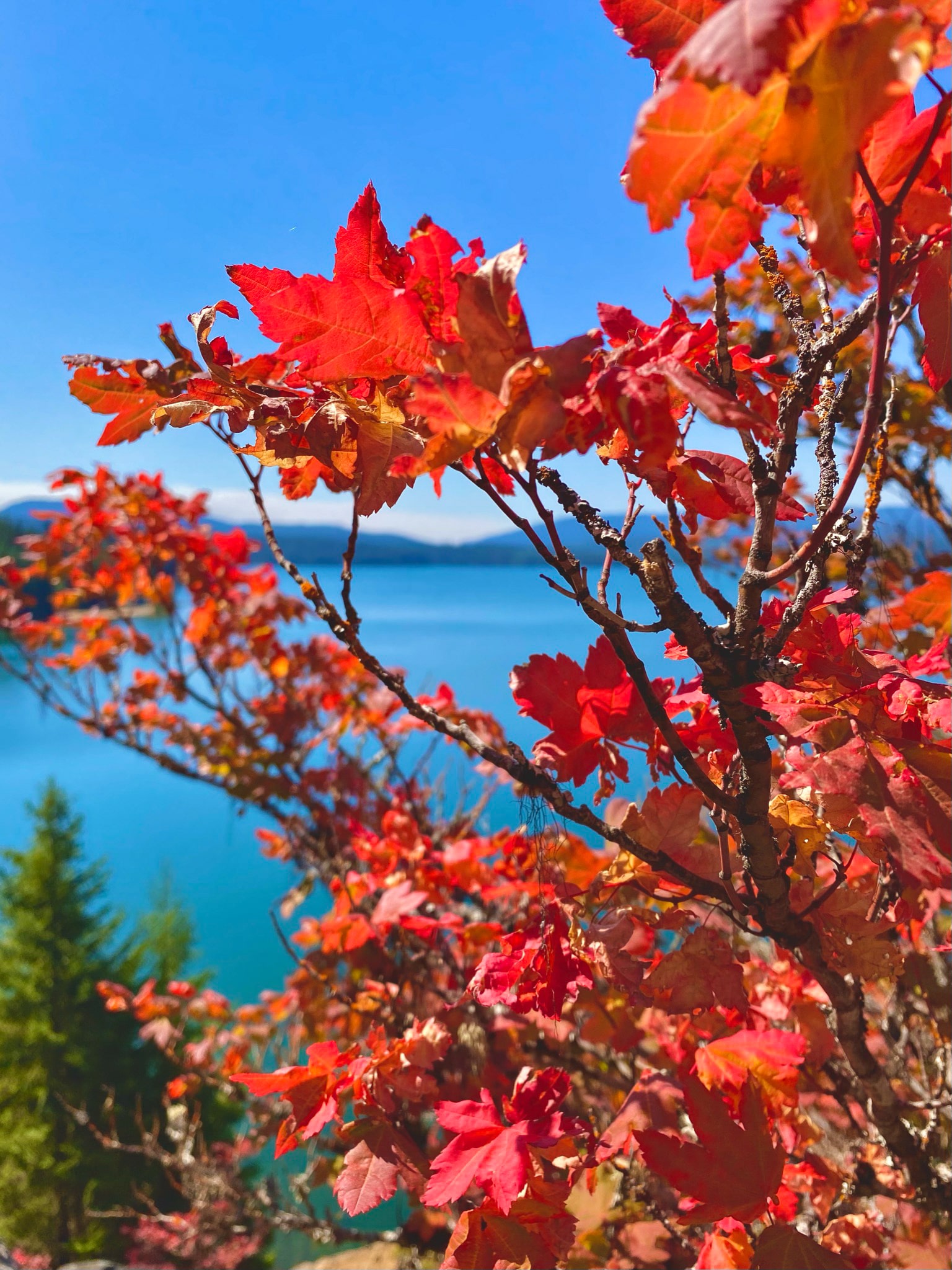 Red leaves and a lakeside view along the Pacific Crest Trail.