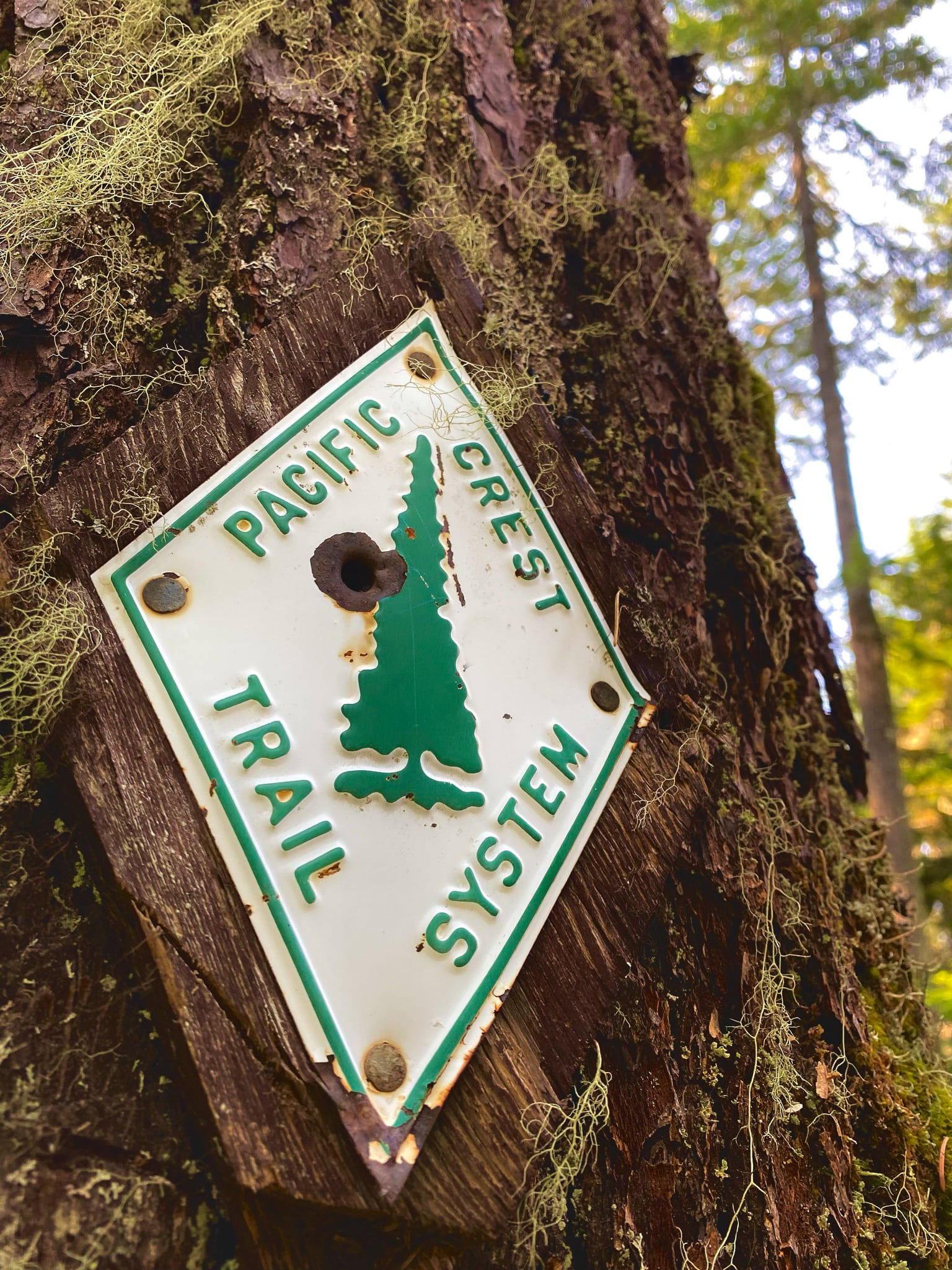A sign of the Pacific Crest Trail on a tree.