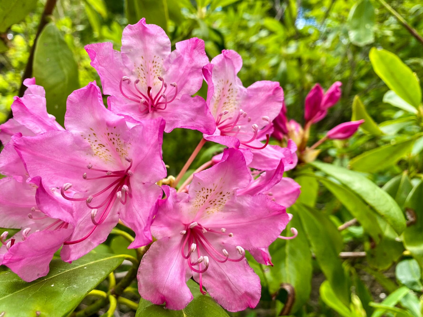 Pink wildlfowers found along the Pacific Crest Trail.
