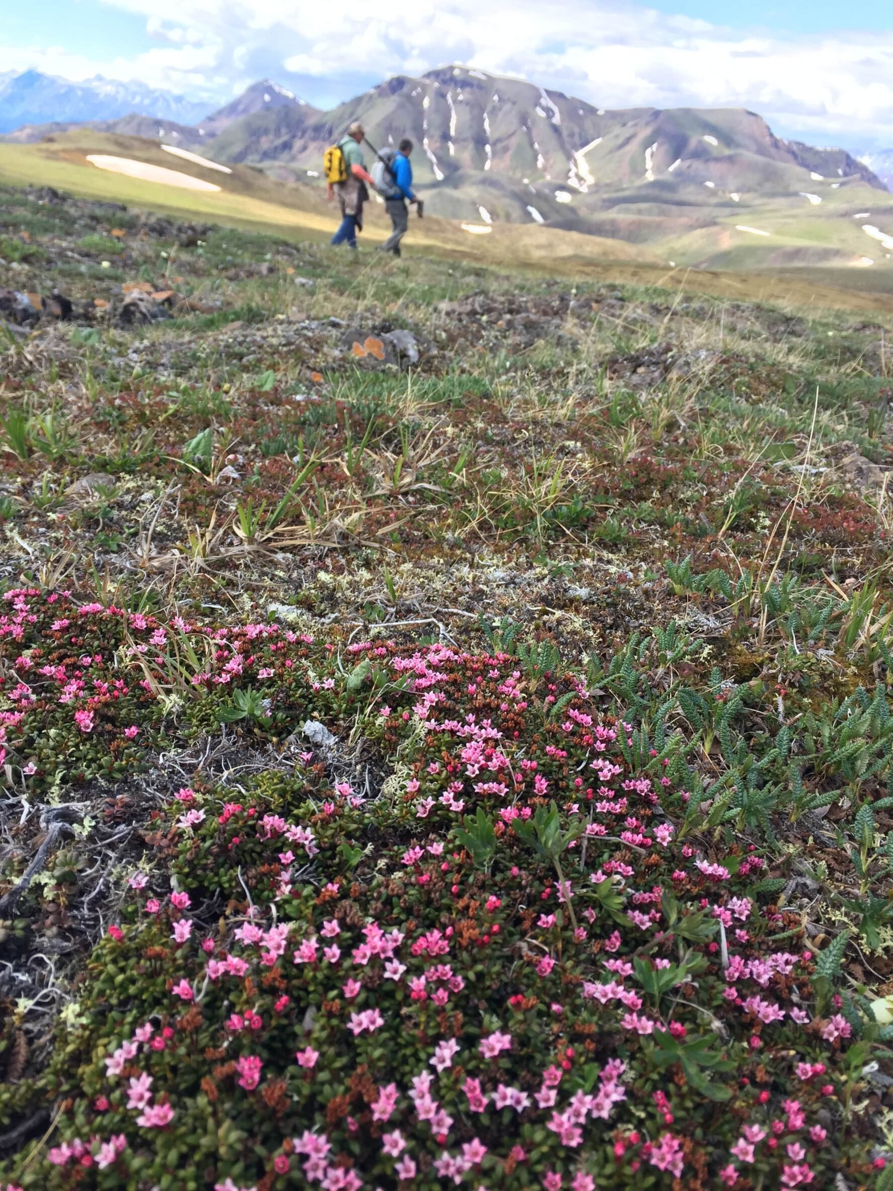 People hiking Denali National Park