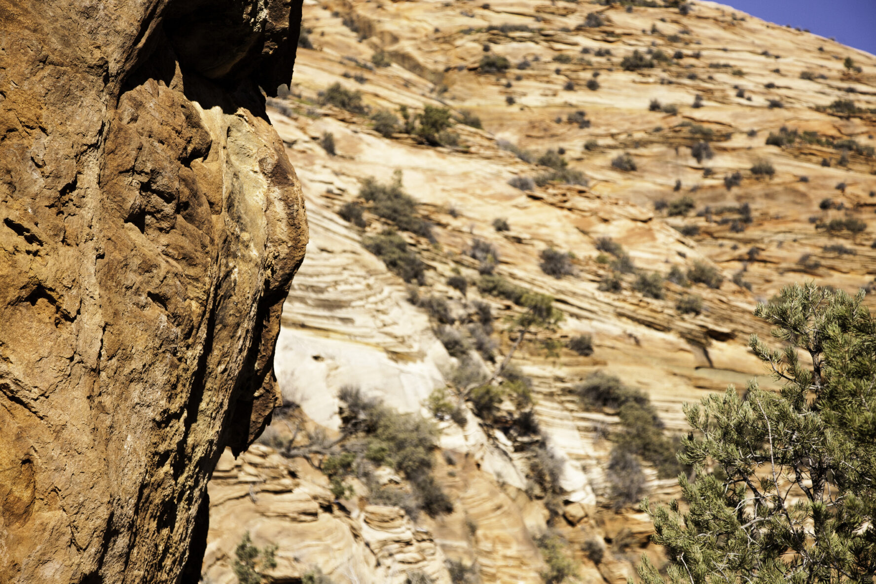 Rock Climbing Zion National Park Guided Tours 57hours