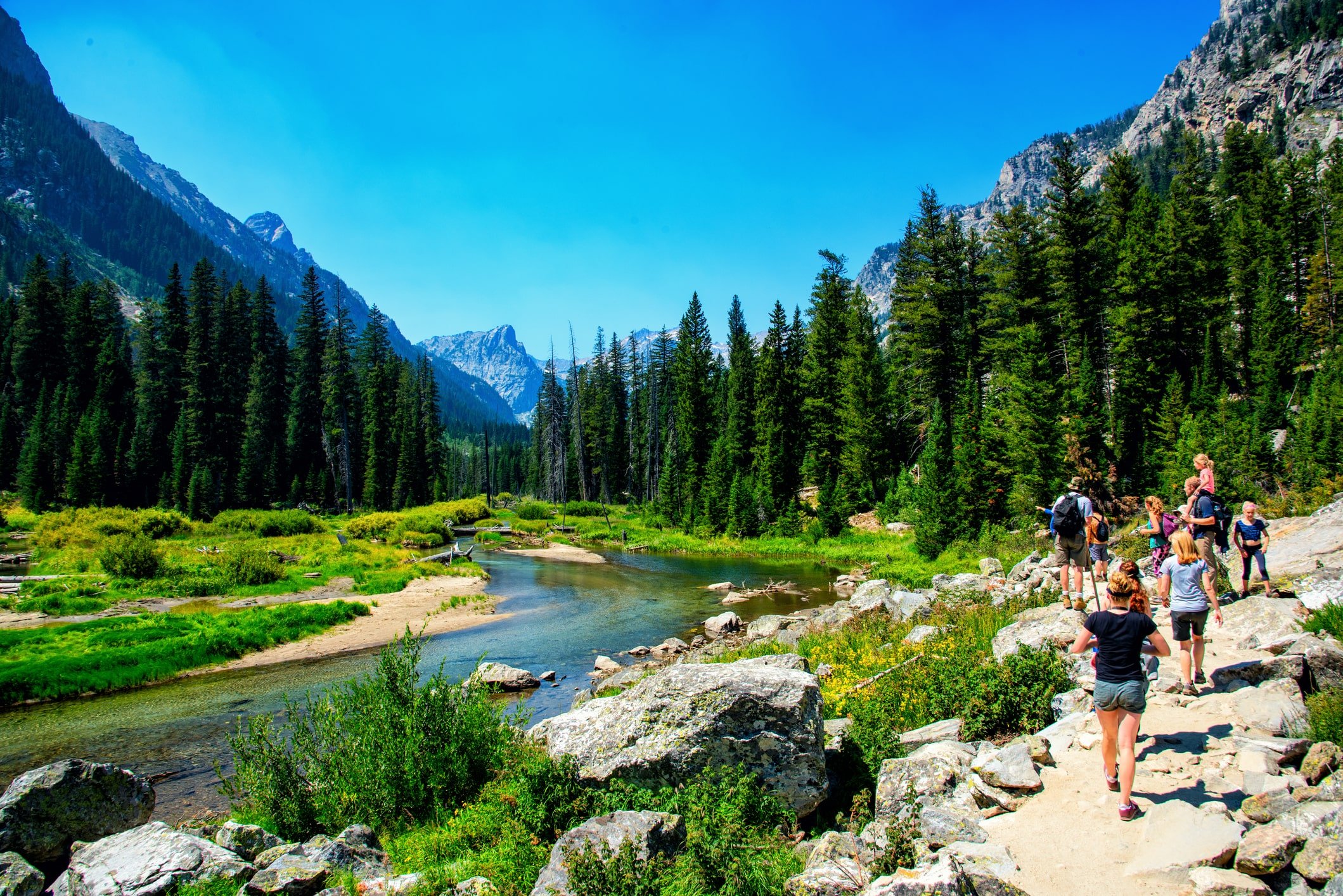 are dogs allowed in grand teton national park