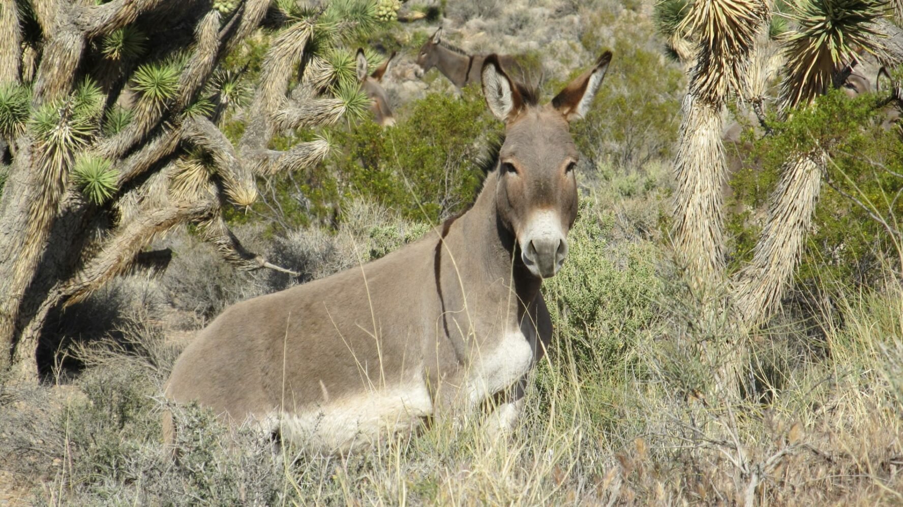 hiking tours red rock canyon