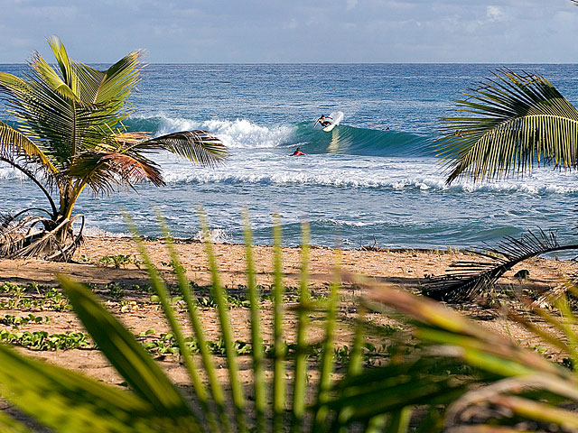 Surfing in Puerto Rico, beach and waves framed by a couple of palm trees